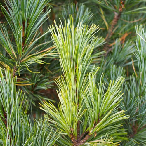 Pinus cembra - Alpi seedermänd C5/5L Pinus cembra - Alpi seedermänd C5/5L